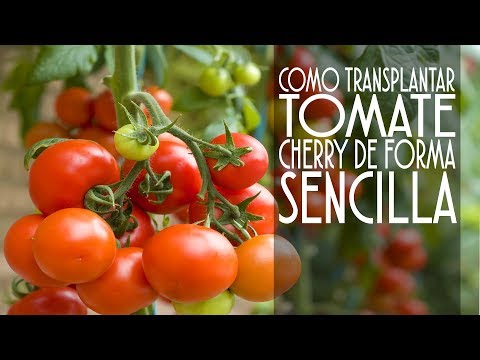 como transplantar tomate cherry LA FORMA MAS FACIL
