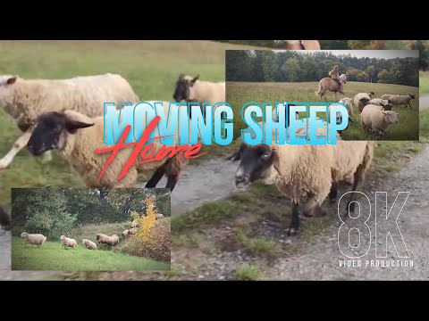 Moving sheep home