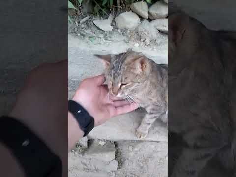 My cat is running on footpath 🐱 #catshorts #subscribe #viralshort #cuteanimal #unfreezmyaccount.