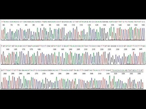 Sanger's DNA Chromatogram Interpretation