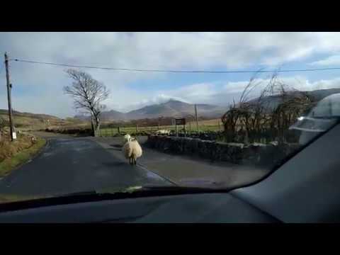 Isle of Mull - driving among sheep