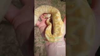 #jimibakerreptiles #ballpythonmorph #ballpythonsofinstagram  #ballpythons #whatsnext #ballpython