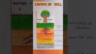 layers of soil 🌳 #trending #ytshorts #shortsfeed #colourful #layers #pancilart #viral #chart #sketch