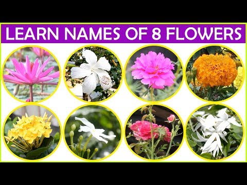 Learn Names Of 8 Flowers For Kids. #Kids Toy School