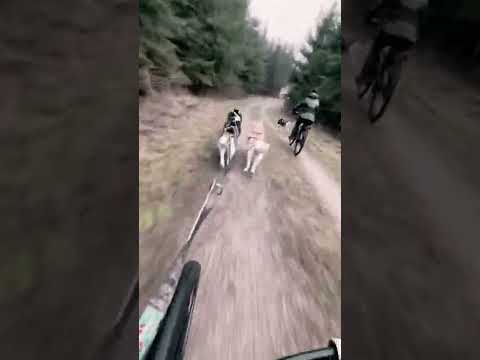 drunken dogs