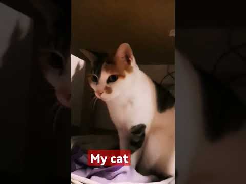 My cat #animals #cat #cats