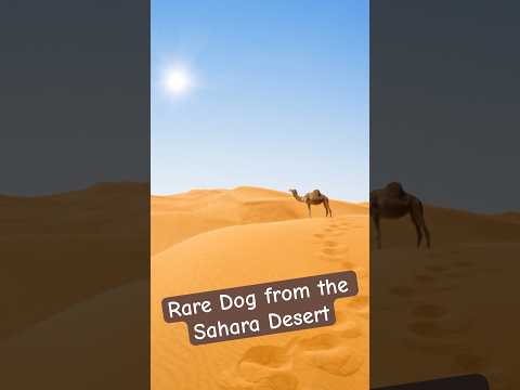 Azawakh - 101 Rare Dog Breed