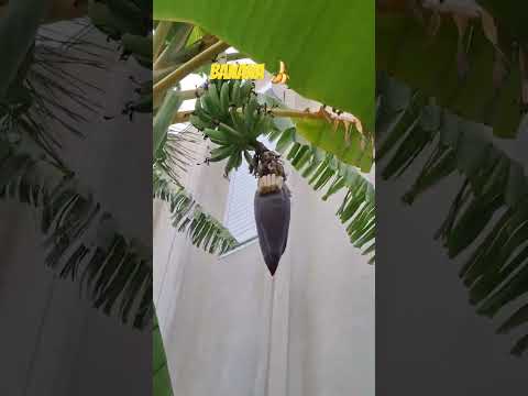 Things we see at work. #bananas #treeclimber #treeservice