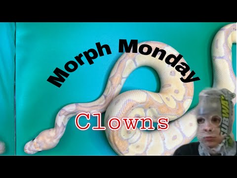 MORPH MONDAY! CLOWNS (Banana, pastel, ghi, etc.)