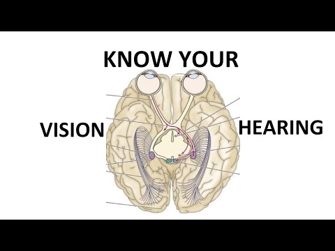 Metathalamus - Medial and Lateral Geniculate Body