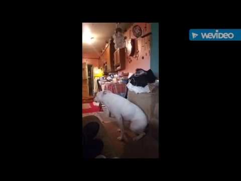 Dog twerking