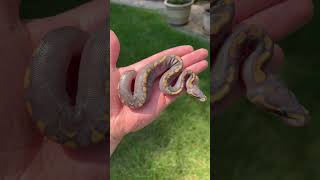 HOW COOL IS THIS BABY BALL PYTHON THAT JUST HATCHED🔥