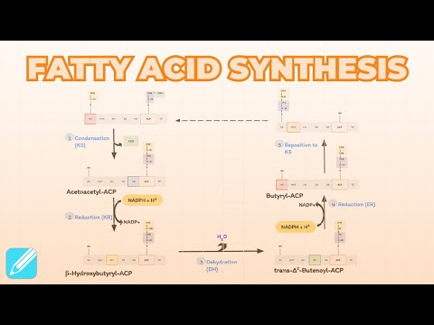 Fatty Acid Synthesis | Metabolism