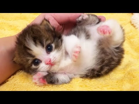 The playful kittens will make your day fun ♥