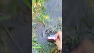 underwater fantasy 💦🐟🐟🏞️🌿#calm #videography