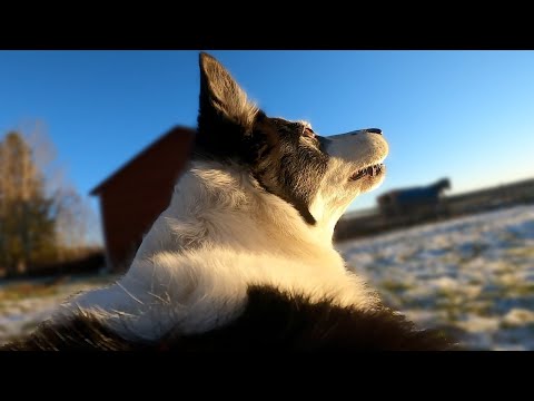 GoPro on Dog while rolling on the camera