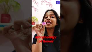 Class 11 Botany symmetry Of Flower🌺 #shorts