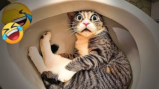 You Laugh You Lose😹Funniest Dogs and Cats 2024😻🐶