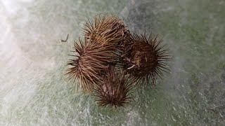 Yard Work RANT | Cocklebur Mystery