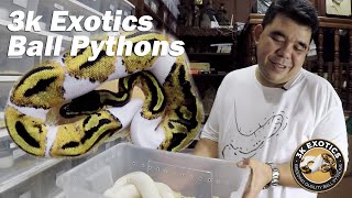 3K Exotics Ball Pythons