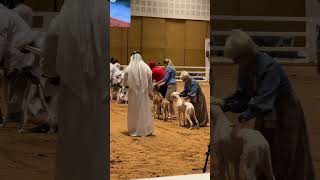 Hunting Dogs at Exhibition in Adihex Adnec #abudhabi #dogs #dubai #animal #awesome