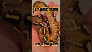 1.0 Super Gravel #RAT_BASTARD_ROYALS #highquality #ballpython #royalpython #super #gravel