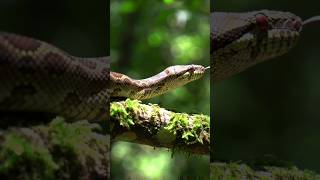 giant python in action #python #wildlife #jungle #snake #animals #reptile #animalplanet #animalfacts