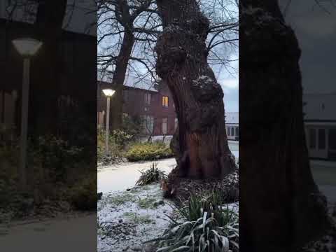 Snowfall lover #viralvideo #shorts #youtubeshorts #snow #snowfall