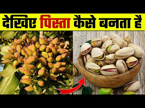 देखिए पिस्ता कैसे बनता है | Pista Kaise banta hai | पिस्ते की खेती | Pistachio Farming | Wanted TV