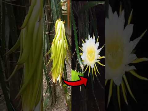 Dragon Fruit Flower Bloom😍 #dragonball #dragonfruit #dragonflower #satisfying #viral #short #amazing