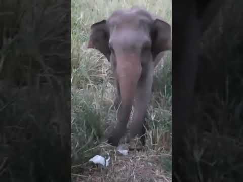Angry Elephant #shorts
