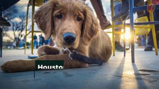 10 Dog-Friendly Houston Restaurants