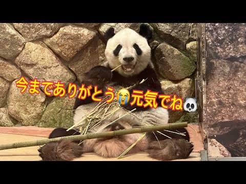 中国へ旅立ち発表😢翌日の永明パパ🐼✨(2022/12/16)