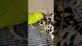 #maintota #videoforkids #talkingparot