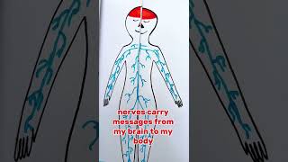 What’s Inside My Body? 🧩 Fun Learning for Kids