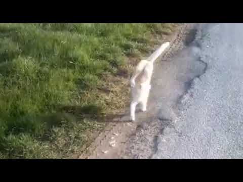 Baba ramdev cat