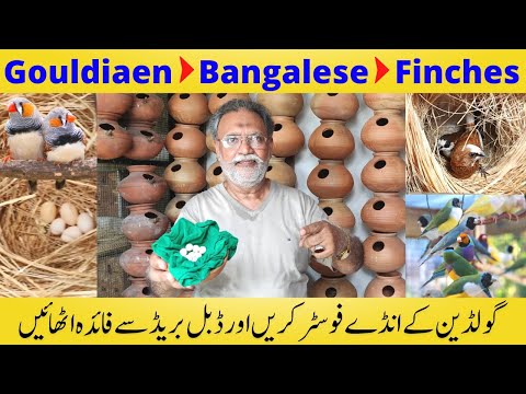 How To Foster Gouldian Finch Eggs | Fostering Tips | Finches Breeding Tips | Birds Vlog Today