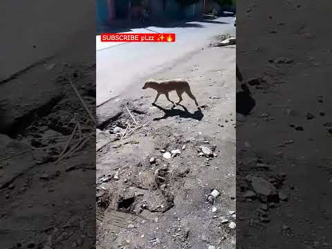 My dog is runny on the highway.#shorts #subscribe #dog #sadtone #shortviral...🔥✨