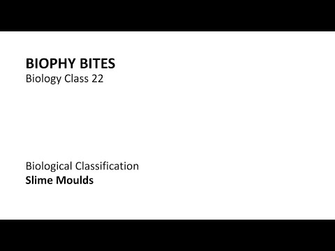 Biology Class 22 - Slime Moulds