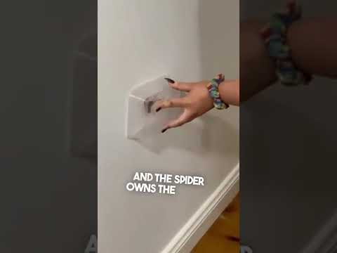 These girls failed at catching a spider😂#tomdaya #celebrityhumor #couplegoals #funnymoments #zendaya