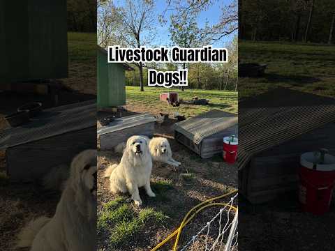 The most important animals on our farm? Livestock guardian dogs (or LGD’s). #animalshorts