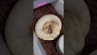 HOW WE BREED BALL PYTHONS🔥