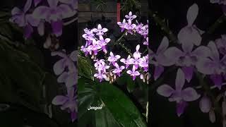 Phalaenopsis equestris #orchid #beautifulorchids #orchidgarden #plants #nature #orchidslover #garden