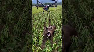 Wild boars are rampant and destroying crops#farm #farming  #satisfying #farmer #nature