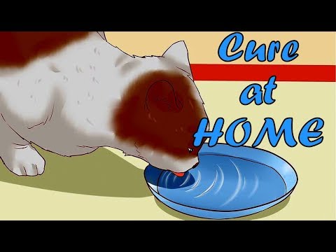 How to Cure Cat Constipation Symptoms, Home Remedies, Causes, and Treatments