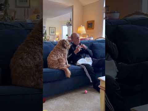 “When a Dog Spots Food, It Can’t Contain Itself!”#dog#dogs #pet #teenagedog#zoomies