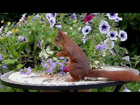 Feeding Squirrel Music, Relaxation, Meditation, Sleep, Healing, Eliminate Negative Energy, Study