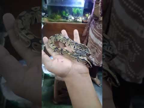 Friendly Ball Python 🐍#ballpython #snake #ballpythonsofinstagram #amazingfact #dare #darechallenge