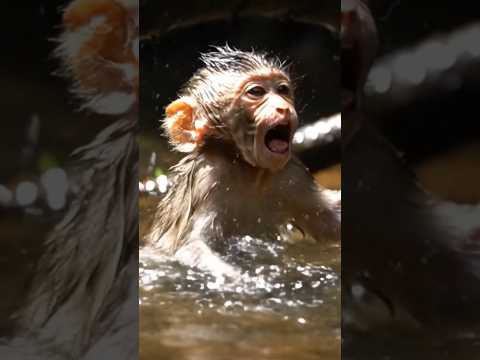 tolong, hampir aja kelelep #shorts #shortsvideo #shortsfeed #fyp