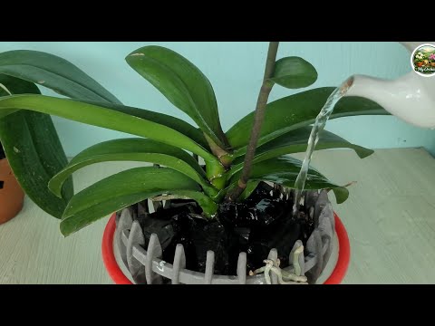 This small tip made my orchids grow 200% better
